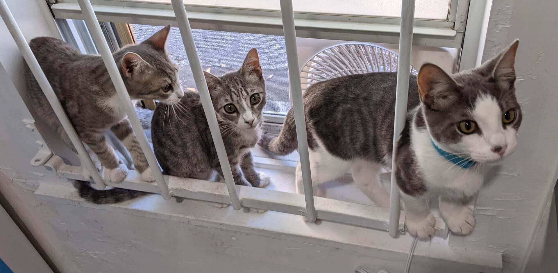 Photo of 3 cats adding power to the internet